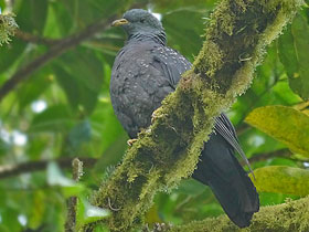 Фото Сан-томийский оливковый голубь