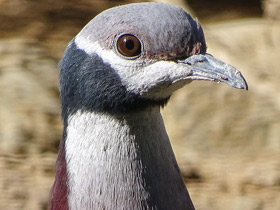 Фото Черношейный плодоядный голубь