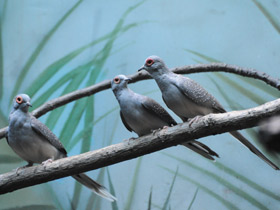 Фото Бриллиантовая горлица