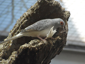 Фото Бриллиантовая горлица