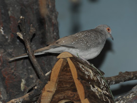 Фото Бриллиантовая горлица