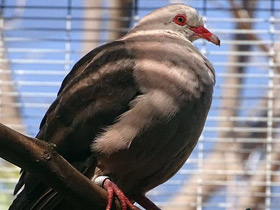 Фото Розовый голубь