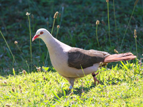 Фото Розовый голубь