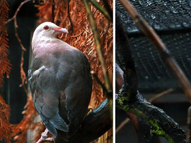 Фото Розовый голубь