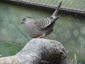 Фото Хохлатый бронзовокрылый голубь