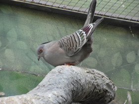 Фото Хохлатый бронзовокрылый голубь