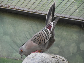 Фото Хохлатый бронзовокрылый голубь