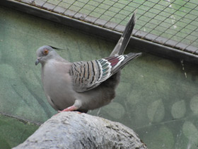 Фото Хохлатый бронзовокрылый голубь