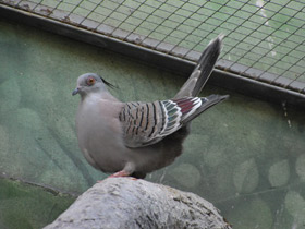 Фото Хохлатый бронзовокрылый голубь