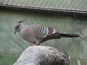 Фото Хохлатый бронзовокрылый голубь