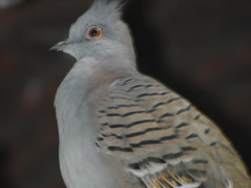 Фото Хохлатый бронзовокрылый голубь