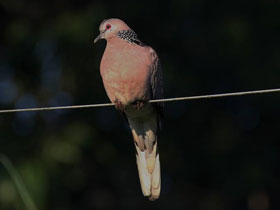 Фото Пятнистая горлица