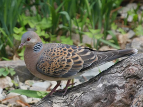 Фото Большая горлица