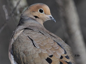 Фото Плачущая горлица