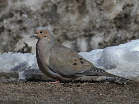 Фото Плачущая горлица