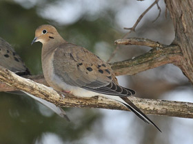 Фото Плачущая горлица