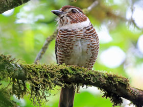 Смотреть фото Коротконогая земляная ракша Фото Коротконогая земляная ракша