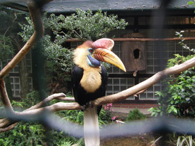 Фото Сулавесский калао