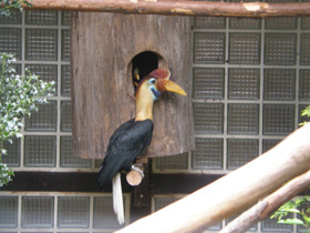 Фото Сулавесский калао