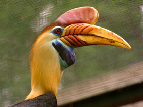 Фото Сулавесский калао