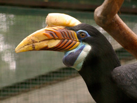 Фото Сулавесский калао