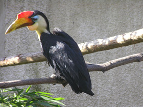 Фото Морщинистый калао