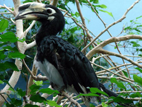 Фото Азиатская птица-носорог