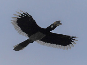 Фото Азиатская птица-носорог