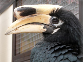 Фото Индийская птица-носорог