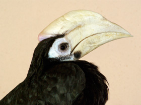 Смотреть фото Палаванская птица-носорог Фото Палаванская птица-носорог