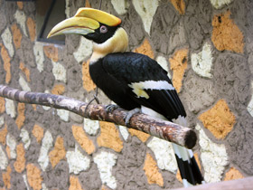 Фото Двурогий калао