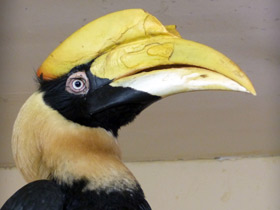 Двурогий калао Двурогий калао