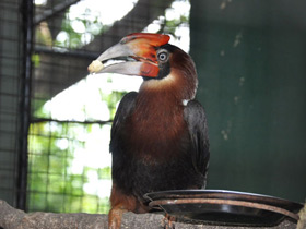 Смотреть фото Огненный гомрай Фото Огненный гомрай