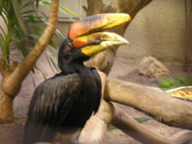 Фото Малайский гомрай