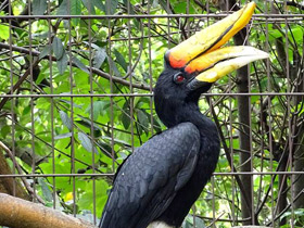 Фото Малайский гомрай