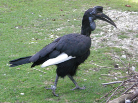 Абиссинский рогатый ворон Абиссинский рогатый ворон