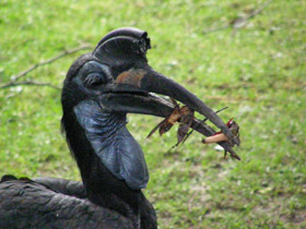 Фото Абиссинский рогатый ворон