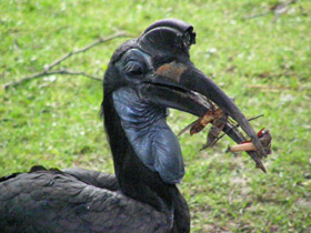 Фото Абиссинский рогатый ворон