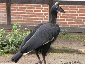 Фото Абиссинский рогатый ворон