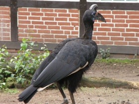 Фото Абиссинский рогатый ворон