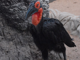 Смотреть фото Кафрский рогатый ворон Фото Кафрский рогатый ворон