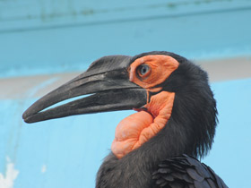 Смотреть фото Кафрский рогатый ворон Фото Кафрский рогатый ворон