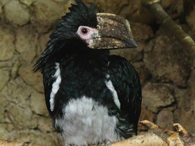 Калао-трубач Калао-трубач