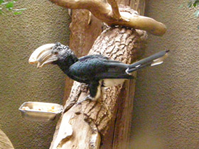 Смотреть фото Серебролицая цератогимна Фото Серебролицая цератогимна