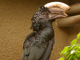 Смотреть фото Серебролицая цератогимна Фото Серебролицая цератогимна