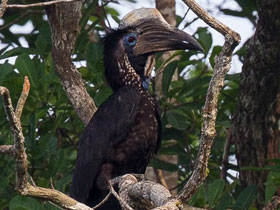 Смотреть фото Златошлемный калао Фото Златошлемный калао