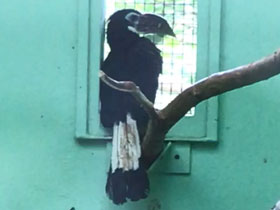 Смотреть фото Рыжехвостый калао-пенелопидес Фото Рыжехвостый калао-пенелопидес