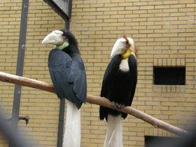 Фото Волнистый калао