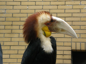 Фото Волнистый калао