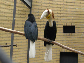 Фото Волнистый калао